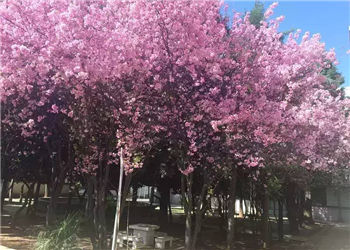 昆明市化工技工学校2019年招生简章
