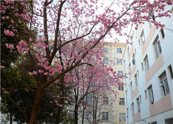 云南中医药中等专业学校2022年普通中专招生计划(图1)
